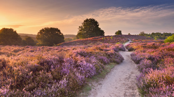 Een pad door de heide op de Veluwe